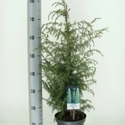 Jeneverbes (Juniperus Communis 'Suecica') -Goedkope Tuin Sprankel Winkel juniperus communis suecica c3 m