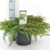 Kustjeneverbes (Juniperus Conferta 'Schlager' (Blue Pacific)) -Goedkope Tuin Sprankel Winkel juniperus conferta schlager c5 m
