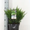 Jeneverbes (Juniperus Horizontalis 'Andorra Compact') -Goedkope Tuin Sprankel Winkel juniperus hor. andorra compact zomer c3 m