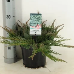 Jeneverbes (Juniperus Horizontalis 'Blue Chip') -Goedkope Tuin Sprankel Winkel juniperus hor. blue chip winter c3 m