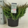 Jeneverbes (Juniperus Horizontalis 'Blue Chip') -Goedkope Tuin Sprankel Winkel juniperus hor. blue chip winterc5 m