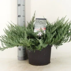 Jeneverbes (Juniperus Horizontalis 'Blue Chip') -Goedkope Tuin Sprankel Winkel juniperus hor. blue chip zomer c5 m