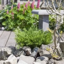 Jeneverbes (Juniperus Horizontalis 'Andorra Compact') -Goedkope Tuin Sprankel Winkel juniperus horizontalis andorra compact