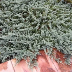 Jeneverbes (Juniperus Horizontalis 'Blue Chip') -Goedkope Tuin Sprankel Winkel juniperus horizontalis blue chip