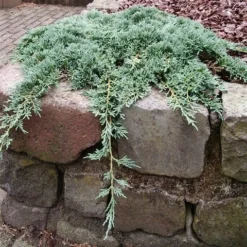 Jeneverbes (Juniperus Horizontalis 'Icee Blue') -Goedkope Tuin Sprankel Winkel juniperus horizontalis icee blue pbr