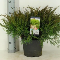 Jeneverbes (Juniperus Media 'Mint Julep') -Goedkope Tuin Sprankel Winkel juniperus pfit. mint julep winter c5 m 1