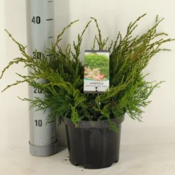 Jeneverbes (Juniperus Media 'Mint Julep') -Goedkope Tuin Sprankel Winkel juniperus pfitzeriana mint julep c3 m 1