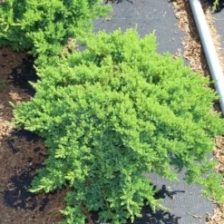 Jeneverbes (Juniperus Procumbens 'Nana') -Goedkope Tuin Sprankel Winkel juniperus procumbens nana