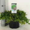 Jeneverbes (Juniperus Procumbens 'Nana') -Goedkope Tuin Sprankel Winkel juniperus procumbens nana c3 m