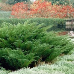 Sevenboom (Juniperus Sabina) -Goedkope Tuin Sprankel Winkel juniperus sabina