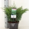 Sevenboom (Juniperus Sabina) -Goedkope Tuin Sprankel Winkel juniperus sabina c3 m