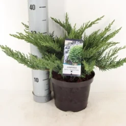Sevenboom (Juniperus Sabina 'Tamariscifolia') -Goedkope Tuin Sprankel Winkel juniperus sabina tamariscifolia zomer c3 m