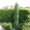 Jeneverbes (Juniperus Scopulorum 'Skyrocket') -Goedkope Tuin Sprankel Winkel juniperus scopulorum skyrocket