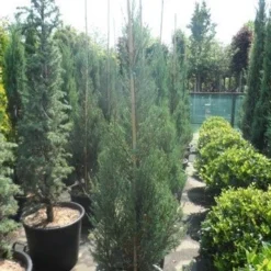 Jeneverbes (Juniperus Scopulorum 'Skyrocket') -Goedkope Tuin Sprankel Winkel juniperus scopulorum skyrocket 150 175