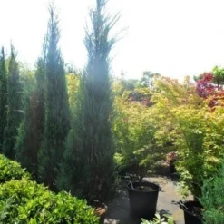 Jeneverbes (Juniperus Scopulorum 'Skyrocket') -Goedkope Tuin Sprankel Winkel juniperus scopulorum skyrocket 250 300