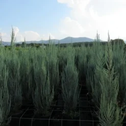 Jeneverbes (Juniperus Scopulorum 'Skyrocket') -Goedkope Tuin Sprankel Winkel juniperus skyrocket