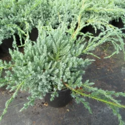 Jeneverbes (Juniperus Squamata 'Blue Carpet') -Goedkope Tuin Sprankel Winkel juniperus squamata blue carpet 1