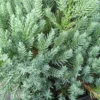 Jeneverbes (Juniperus Squamata 'Blue Carpet') -Goedkope Tuin Sprankel Winkel juniperus squamata blue carpet 2
