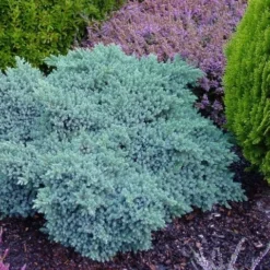 Jeneverbes (Juniperus Squamata 'Blue Star') -Goedkope Tuin Sprankel Winkel juniperus squamata blue star