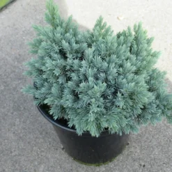 Jeneverbes (Juniperus Squamata 'Blue Star') -Goedkope Tuin Sprankel Winkel juniperus squamata blue star 1