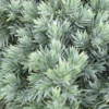 Jeneverbes (Juniperus Squamata 'Blue Star') -Goedkope Tuin Sprankel Winkel juniperus squamata blue star 2