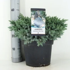 Jeneverbes (Juniperus Squamata 'Blue Star') -Goedkope Tuin Sprankel Winkel juniperus squamata blue star c5 m