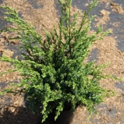 Jeneverbes (Juniperus Squamata 'Meyeri') -Goedkope Tuin Sprankel Winkel juniperus squamata meyeri