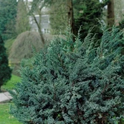 Jeneverbes (Juniperus Squamata 'Meyeri') -Goedkope Tuin Sprankel Winkel juniperus squamata meyeri 1