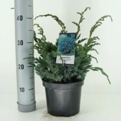Jeneverbes (Juniperus Squamata 'Meyeri') -Goedkope Tuin Sprankel Winkel juniperus squamata meyeri c3 m