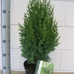 Jeneverbes (Juniperus Chinensis 'Stricta') -Goedkope Tuin Sprankel Winkel juniperus stricta c3 november