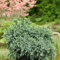 Jeneverbes (Juniperus Squamata 'Blue Star') -Goedkope Tuin Sprankel Winkel jusbstar 2