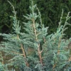 Jeneverbes (Juniperus Squamata 'Meyeri') -Goedkope Tuin Sprankel Winkel jusmeyer 3