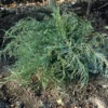 Jeneverbes (Juniperus Virginiana 'Grey Owl') -Goedkope Tuin Sprankel Winkel juvgowl 4