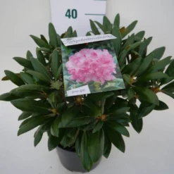 Dwergrhododendron (Rhododendron 'Kalinka') -Goedkope Tuin Sprankel Winkel kalinka c4 zij