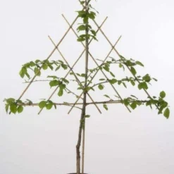 Lei-Kers (Prunus Cerasus 'Morel')