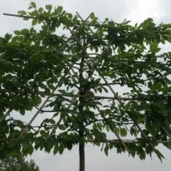 Haagbeuk Als Leiboom (Carpinus Betulus) -Goedkope Tuin Sprankel Winkel leicarpinus 1