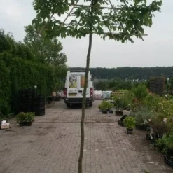Haagbeuk Als Leiboom (Carpinus Betulus) -Goedkope Tuin Sprankel Winkel leicarpinus 3