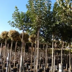 Liguster Als Boom (Ligustrum Japonicum) -Goedkope Tuin Sprankel Winkel ligustrum japonicum 10 12