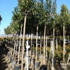 Liguster Als Boom (Ligustrum Japonicum) -Goedkope Tuin Sprankel Winkel ligustrum japonicum 10 12 2