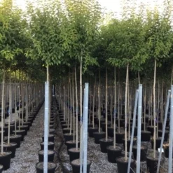 Liguster Als Boom (Ligustrum Japonicum) -Goedkope Tuin Sprankel Winkel ligustrum japonicum 10 12 c30