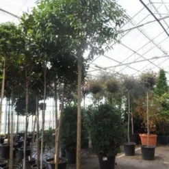 Liguster Als Boom (Ligustrum Japonicum) -Goedkope Tuin Sprankel Winkel ligustrum japonicum 16 18 20ho c70