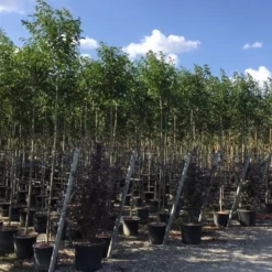 Liguster Als Boom (Ligustrum Japonicum) -Goedkope Tuin Sprankel Winkel ligustrum japonicum 8 10