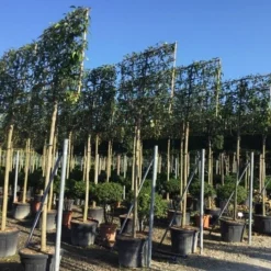 Liguster Als Leiboom (Ligustrum Japonicum) -Goedkope Tuin Sprankel Winkel ligustrum japonicum leiboom 16 18cm 1