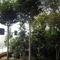 Liguster Op Stam (Ligustrum Japonicum 'Texanum') -Goedkope Tuin Sprankel Winkel ligustrum japonicum texanum 20 25ho c130