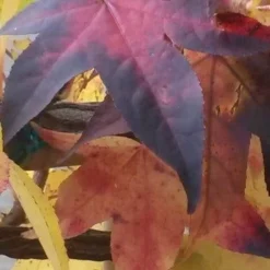 Amberboom Als Leiboom (Liquidambar Styraciflua) -Goedkope Tuin Sprankel Winkel liquidambar leiboom 2 1