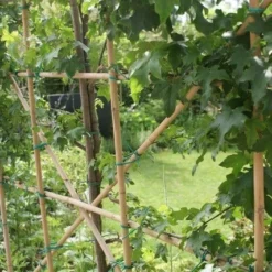 Amberboom Als Leiboom (Liquidambar Styraciflua) -Goedkope Tuin Sprankel Winkel liquidambar styraciflua 6