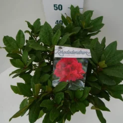 Rhododendron (Rhododendron 'Lord Roberts') -Goedkope Tuin Sprankel Winkel lord robert c7.5 boven