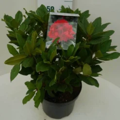 Rhododendron (Rhododendron 'Lord Roberts') -Goedkope Tuin Sprankel Winkel lord robert c7.5 zij