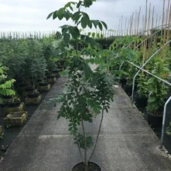 Maackia (Maackia Amurensis) -Goedkope Tuin Sprankel Winkel maackia amurensis c20 2 002