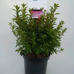 Japanse Azalea (Rhododendron 'Madame Van Hecke') -Goedkope Tuin Sprankel Winkel mad. v. hecke c4 voor
